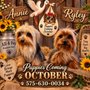 All 4 Pets Schnauzers And Yorkie Babies