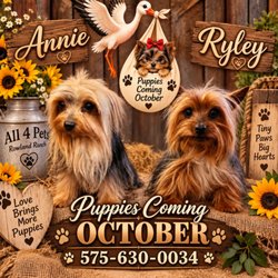 All 4 Pets Schnauzers And Yorkie Babies