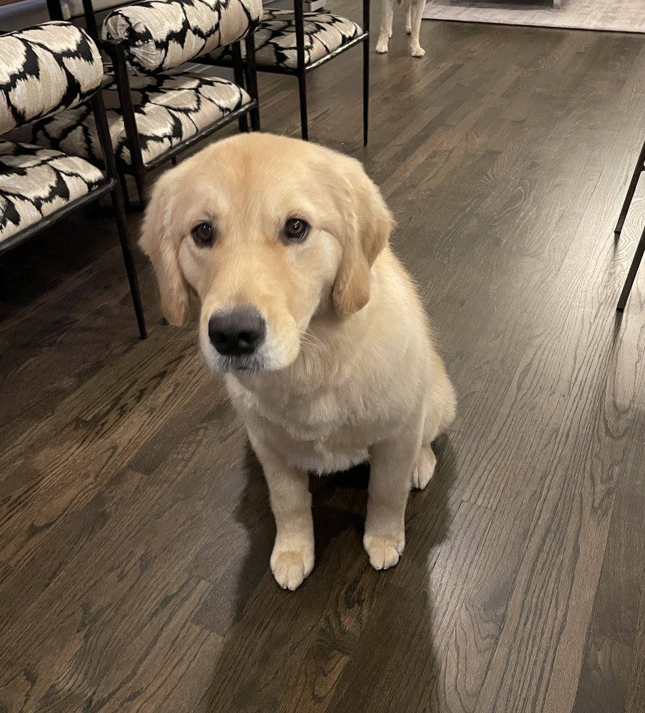 CITY GROOMERS Updated July 2024 18 Photos & 59 Reviews 1407 W