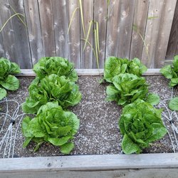 Huntington Beach Farmers' Market - Romain Lettuce