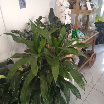 Hui Flower - Plants - Flowers & Gifts Near Me - New York, New York Hui Flower - Plants - Flowers & Gifts Near Me - New York, New York
