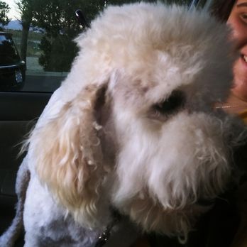 Calling All Paws - Pet Groomers Near Me - Hesperia, California Calling All Paws - Pet Groomers Near Me - Hesperia, California