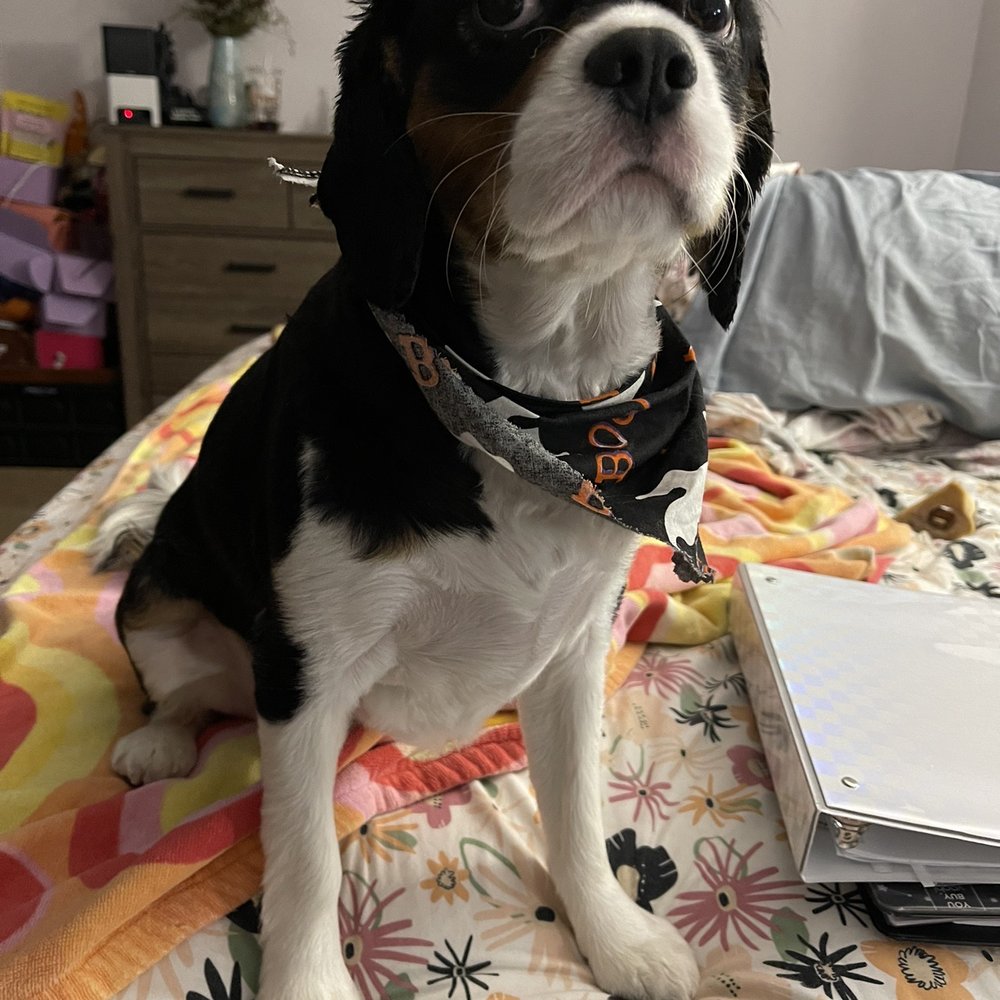 Shedding Clean Pet Grooming - Our furbaby Jordan after his full groom! - Pet Groomers Near Me - Phoenix, Arizona Shedding Clean Pet Grooming - Our furbaby Jordan after his full groom! - Pet Groomers Near Me - Phoenix, Arizona
