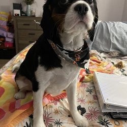 Shedding Clean Pet Grooming - Our furbaby Jordan after his full groom!