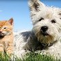 Photo of Fullerton Animal Hospital
