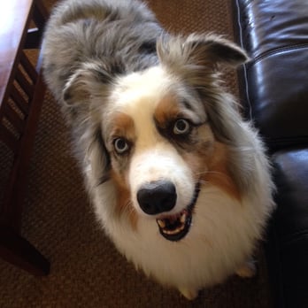 Joy To The Pets - Pet Sitting Near Me