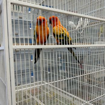 365 Pet Shop - Sun Conure - Pet Stores Near Me - Hialeah, Florida 365 Pet Shop - Sun Conure - Pet Stores Near Me - Hialeah, Florida