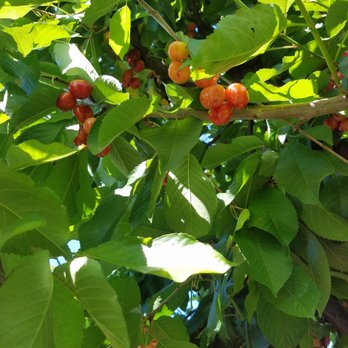 Chavez U-Pick Cherries - Pick Your Own Farms Near Me - Brentwood, California Chavez U-Pick Cherries - Pick Your Own Farms Near Me - Brentwood, California