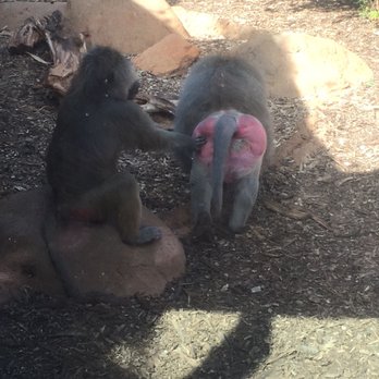 Honolulu Zoo - Baboon cleaning butts - Zoos Near Me - Honolulu, Hawaii Honolulu Zoo - Baboon cleaning butts - Zoos Near Me - Honolulu, Hawaii