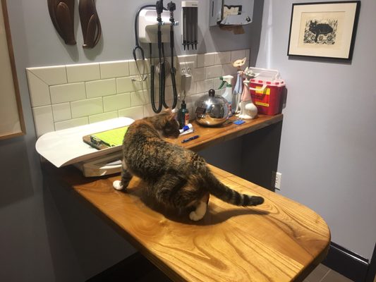 City Kitty Veterinary Care For Cats 27 Photos 76 Reviews Veterinarians 400 Hope St Providence Ri Phone Number Yelp