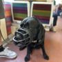 Alpha Doghouse