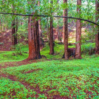Mill Creek Trail - Hiking Near Me - Big Sur, California