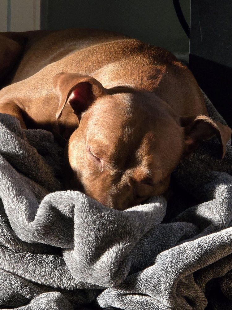 Plaza Animal Clinic - pet boarding facility in Kansas City, MO