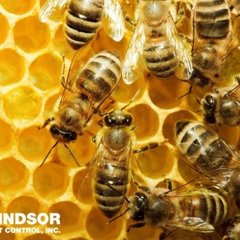 Windsor Pest Control - Photo - Pest Control Near Me Windsor Pest Control - Photo - Pest Control Near Me
