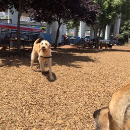 Picture from Eliot and Richard of Royce playing in the park.