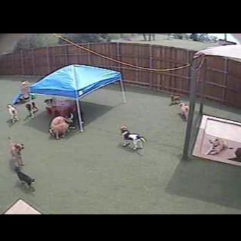 Top Paw Resort - That's my beagle on the doggie cams! - Pet Sitting Near Me - Carrollton, Texas Top Paw Resort - That's my beagle on the doggie cams! - Pet Sitting Near Me - Carrollton, Texas