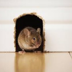 Cutting Edge Pest Control