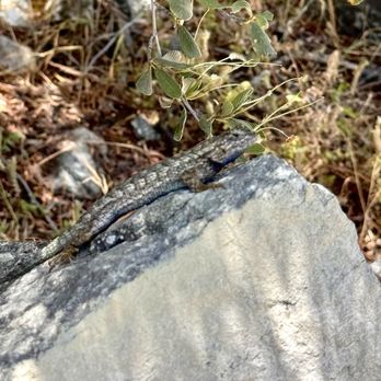 Stoddard Canyon Falls - Hiking Near Me - Upland, California