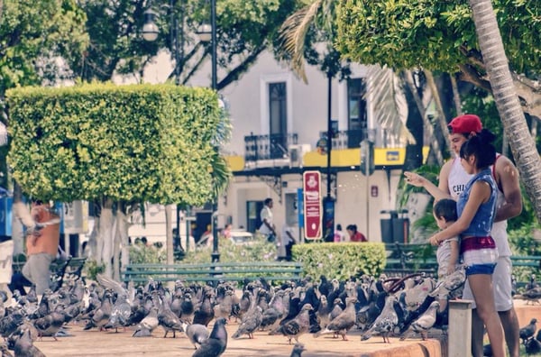 Plaza Grande by null