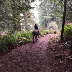 Redwood Trails Horseback Rides