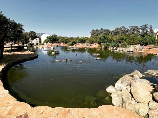 CSUN POND - Updated January 2026 - 343 Photos & 87 Reviews - 18111