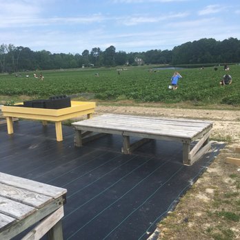 DJ's Berry Patch - a group of people in a field - Do-It-Yourself Food Near Me - Apex, North Carolina