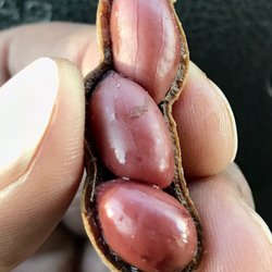 The Produce Patch - Beautifully cooked boiled peanuts... a Southern delicacy! Once you go boiled, you're spoiled!