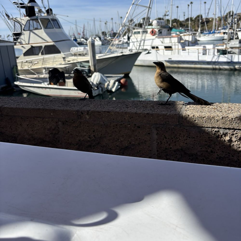 Harbor Fish & Chips - Out bud today - Fish & Chips Near Me - Oceanside, California Harbor Fish & Chips - Out bud today - Fish & Chips Near Me - Oceanside, California