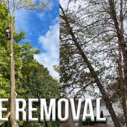 Your Outdoor Oasis - We offer tree removal services! Don't let those dangerous trees keep you up at night! Let us take care of it for you!