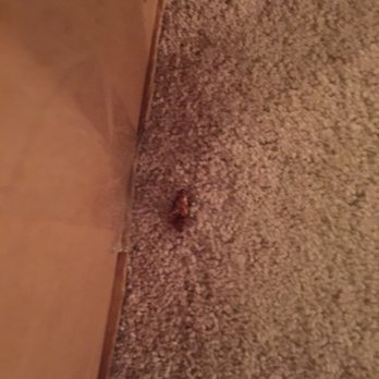 Mac Properties - Chicago - more roaches - Apartments Near Me - Chicago, Illinois
