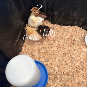 Foothill Feed - Baby Chicks from Foothill Feed - Pet Stores Near Me - Orange, California
