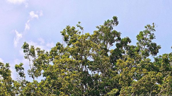 Palenque Temple of Inscriptions by null
