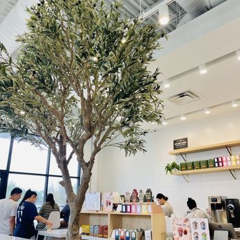 Coffee U - a tree in a coffee shop - Coffee & Tea Near Me - Frisco, Texas