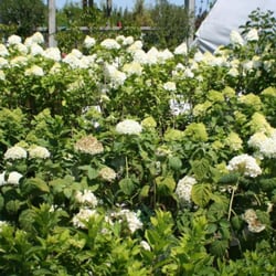 Maidstone Tree Farm & Garden Centre