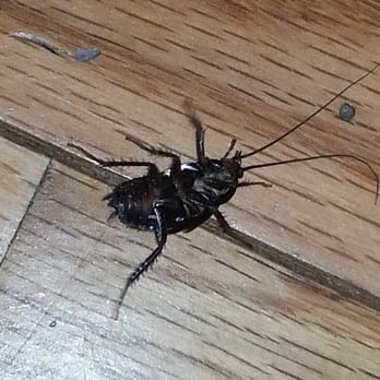 Buffalo Cabins and Lodges - Cockroach found in 6 Reasons Cabin - Vacation Rentals Near Me - Rockbridge, Ohio Buffalo Cabins and Lodges - Cockroach found in 6 Reasons Cabin - Vacation Rentals Near Me - Rockbridge, Ohio