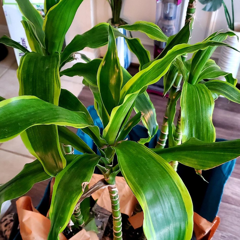 Re-Leaf Plant Market - Nurseries & Gardening Near Me - Houston, Texas