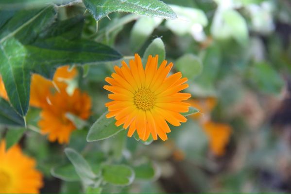 Bob Jones Trail Head by null