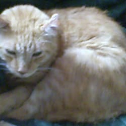 A Place For Healing Vibrational Medicine - My boy Newton loves Dr. "D"