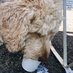 Middle Child - Milo loves his puppucino's!!!