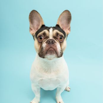 Fotogenic Studio - Nero's body shot - Pet Photography Near Me - San Mateo, California Fotogenic Studio - Nero's body shot - Pet Photography Near Me - San Mateo, California
