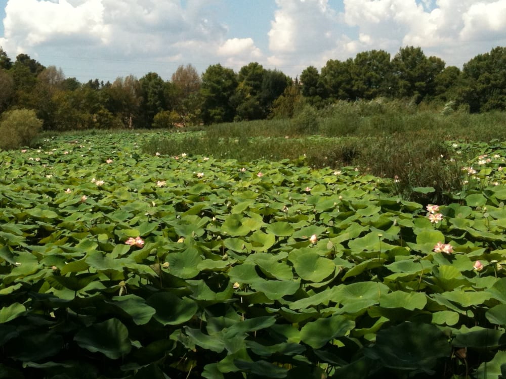 L’ÉTANG DE FONTMERLE route de l'étang, Mougins, AlpesMaritimes