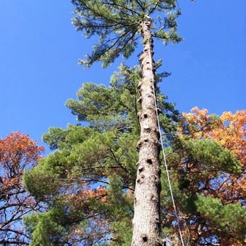 Xtreme Tree Inc - Tree Services Near Me - De Soto, Iowa Xtreme Tree Inc - Tree Services Near Me - De Soto, Iowa