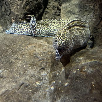 Oregon Coast Aquarium - Awesome shot of giant leopard eel - Aquariums Near Me - Newport, Oregon Oregon Coast Aquarium - Awesome shot of giant leopard eel - Aquariums Near Me - Newport, Oregon