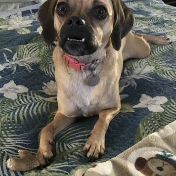 Paws Chateau - Pet Sitting Near Me - Huntington Beach, California Paws Chateau - Pet Sitting Near Me - Huntington Beach, California
