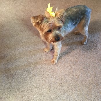 Blue Ribbon Pet Grooming - Pet Sitting Near Me