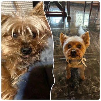Diamond Pet Grooming - Tyson - Pet Groomers Near Me - Norwalk, California