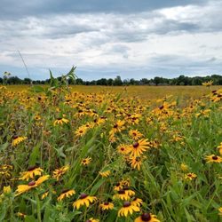 Osage Park