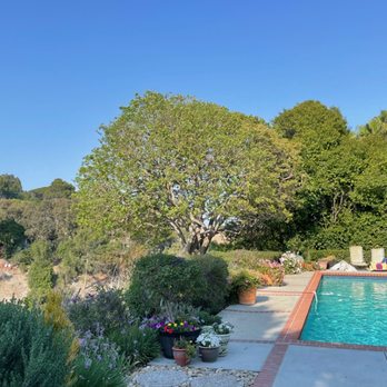 Phil's Arbor Care - This is how our crew prunes trees.. we take care of trees. Rolling Hills Estates, CA - Tree Services Near Me
