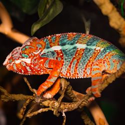 PNW Reptile Bites