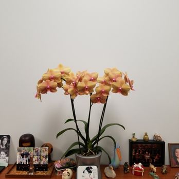 Taisuco America - Florists Near Me - Aromas, California Taisuco America - Florists Near Me - Aromas, California